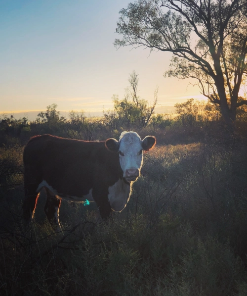 Boyce Location - Moree